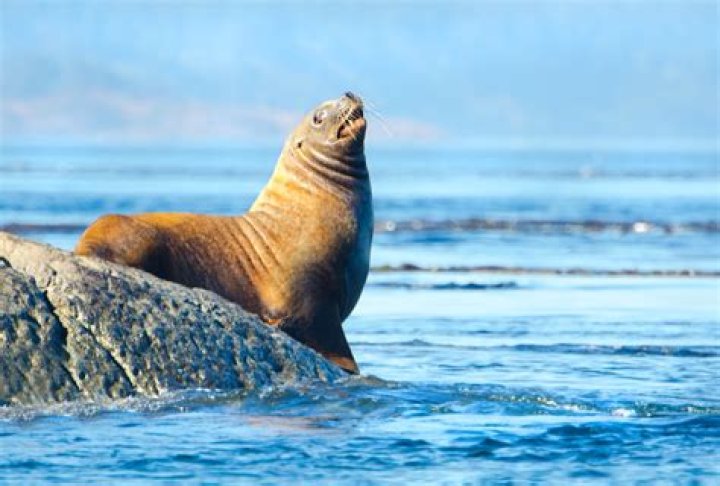 15 Animal Species Miraculously Saved From Extinction