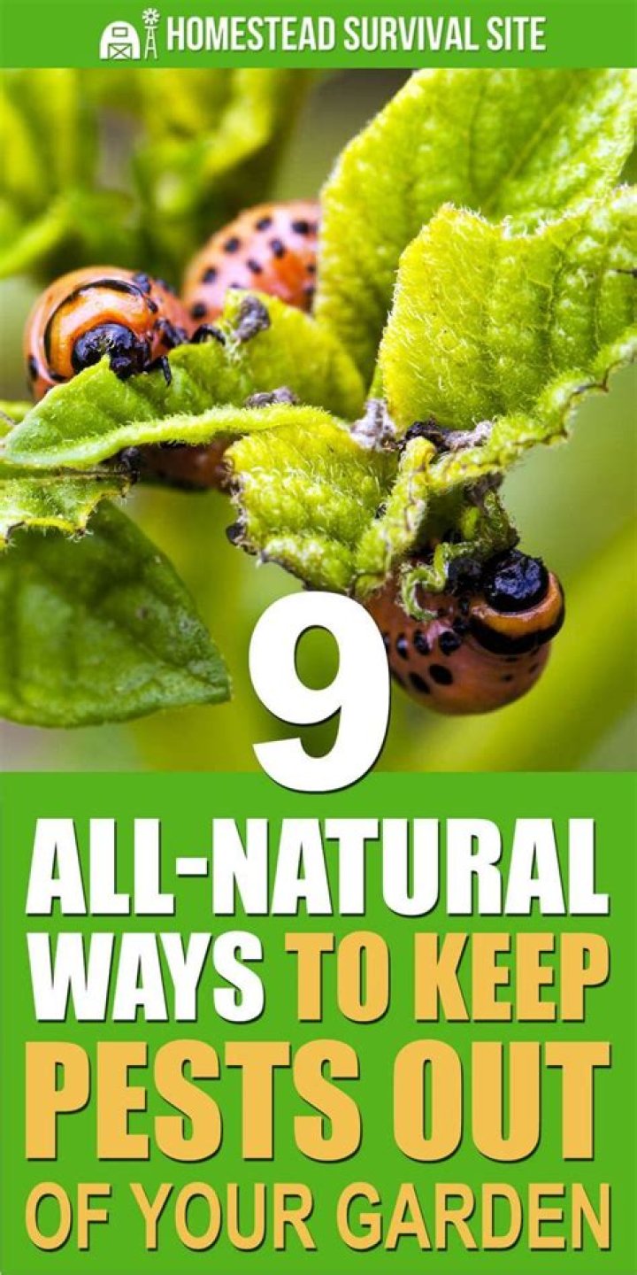7 All-Natural Ways to Keep Your Garden Pest-Free, According to Experts