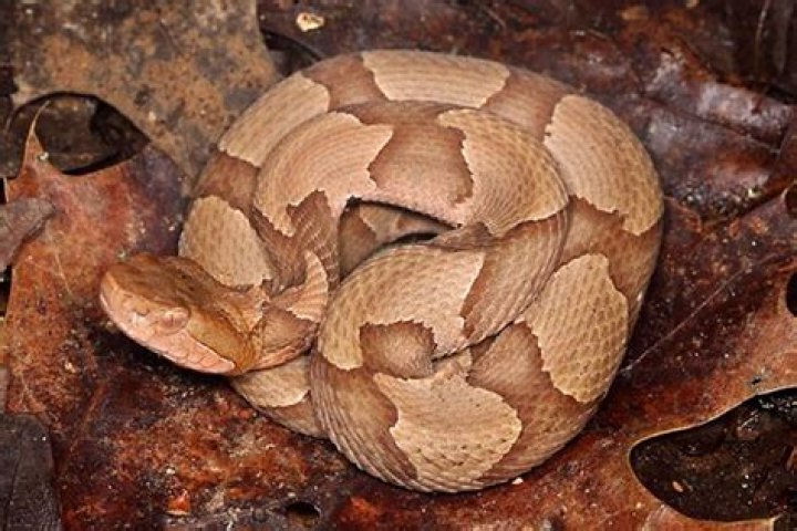 A copperhead snake coiled on the ground on a hiking trail