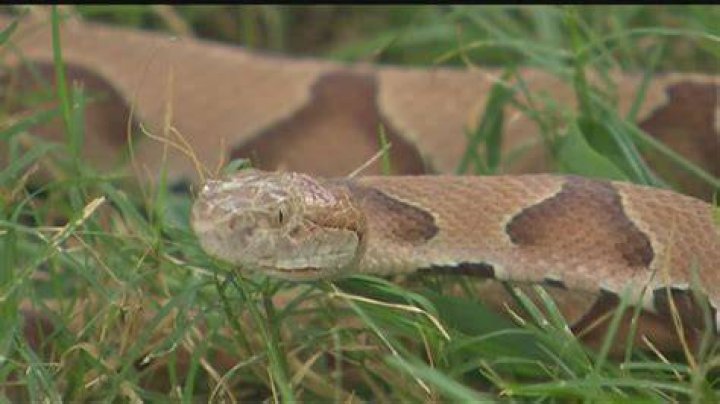 copperheard snake