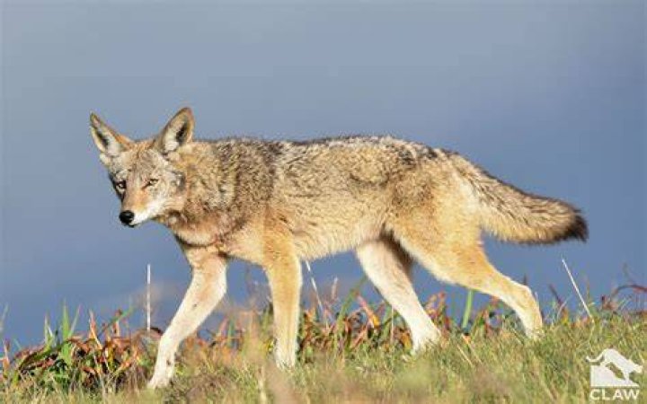 Coyote, animal