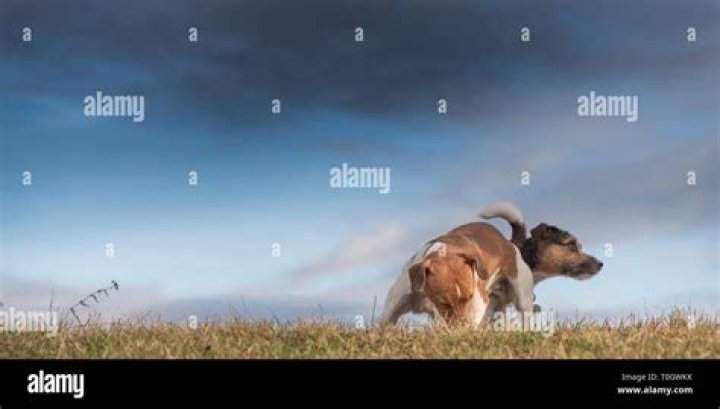 Dog and storm clouds - jack russell terrier