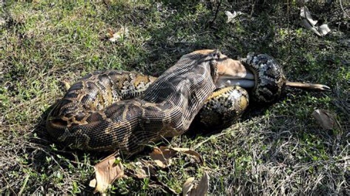 Giraffe-Sized Python Found in the U.S.—Why They're Unstoppable