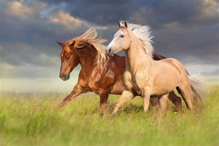 Horse
