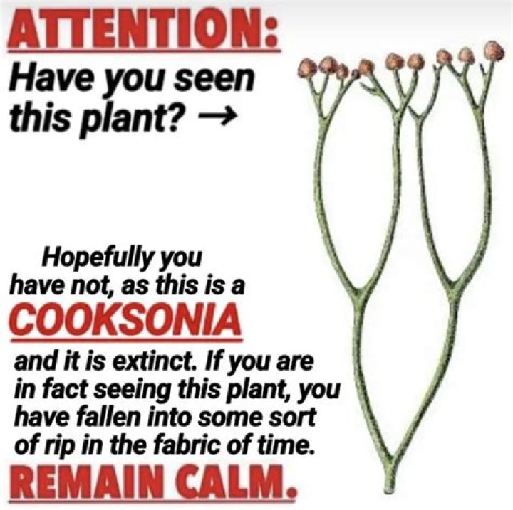 If You See This Plant in Your Yard, Pull It Out Now, Experts Warn