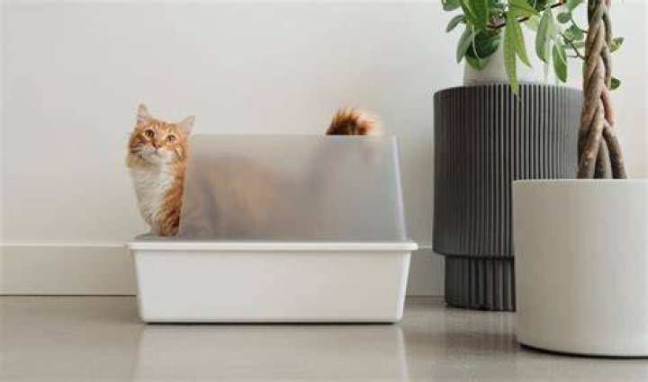 kitten in litter box, things you should never store in basement