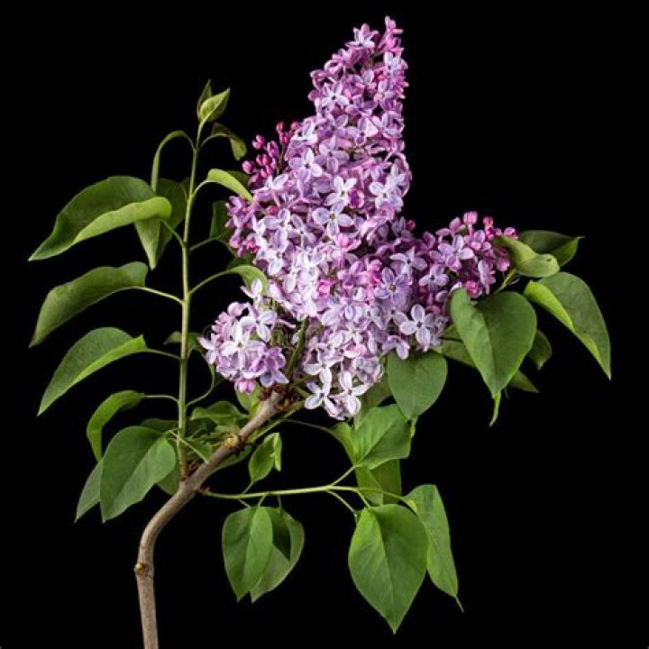 Lilacs on branch