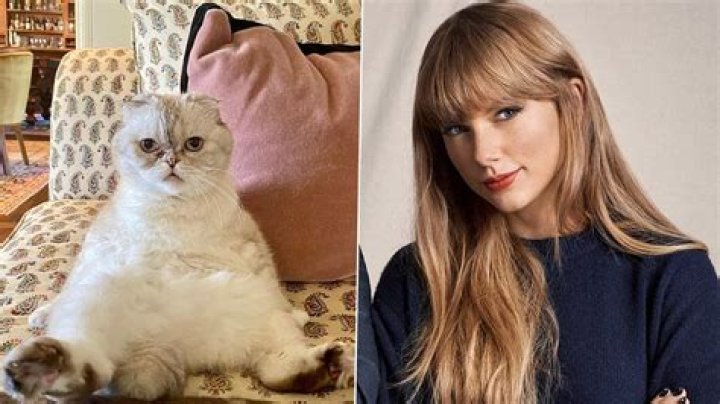 Taylor Swift Olivia Benson cat