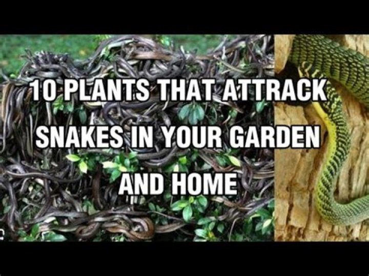 You're Attracting Snakes to Your Home If You Overdo This One Thing